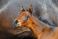 Beautiful bay newborn foal.Portrait