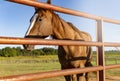 Beautiful Golden Chestnut Horse Near Rustic Fence On Ranch