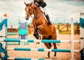 A beautiful bay racehorse with a rider in the saddle jumps over a high blue barrier at a show jumping competition. Equestrian