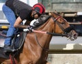 Belmont Park Training Track Workouts Royalty Free Stock Photo