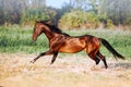 Beautiful Bay Stallion With Long Mane Galloping.