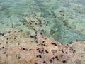 Beautiful beach Agios Nikolaos and sea urchins in the Corinthian Gulf of the Ionian sea in Greece on a cloudy autumn day