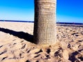 Beautiful beach in Benidorm, Spain. View of the beach with close image of palm trees and the sea with umbrellas and holidaymakers