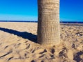 Beautiful beach in Benidorm, Spain. View of the beach with close image of palm trees and the sea with umbrellas and holidaymakers Royalty Free Stock Photo