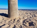 Beautiful beach in Benidorm, Spain. View of the beach with close image of palm trees and the sea with umbrellas and holidaymakers Royalty Free Stock Photo