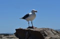 Beautiful beach-bird standing at the coast Royalty Free Stock Photo