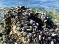 Dazzling background water and encrusted shells on the rocks Royalty Free Stock Photo