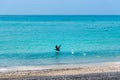 Beautiful beach crowded with birds Royalty Free Stock Photo