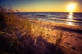 A beautiful beach grass growing at the Baltic Sea. Beach plants in the sunset hours. Royalty Free Stock Photo
