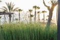 beautiful beach lagoon view with palm trees and tropical leaves, can be used as background Royalty Free Stock Photo