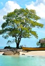 Beautiful beach with large tree and boat