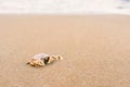 Beautiful beach and little wave with crab and sand under sunshin