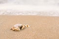 Beautiful beach and little wave with crab and sand under sunshin