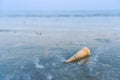 Beautiful beach and little wave with shell and white sand under