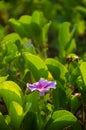 Ipomoea pes-caprae, Green Leafs Goat`s Foot Creeper on the beach Royalty Free Stock Photo