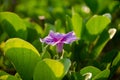 Ipomoea pes-caprae, Green Leafs Goat`s Foot Creeper on the beach Royalty Free Stock Photo
