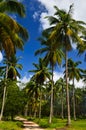 Beautiful beach with palm tree and blue sky Royalty Free Stock Photo