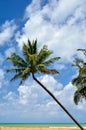 Beautiful beach with palm tree and blue sky Royalty Free Stock Photo