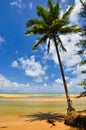 Beautiful beach with palm tree and blue sky Royalty Free Stock Photo