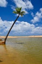 Beautiful beach with palm tree and blue sky Royalty Free Stock Photo