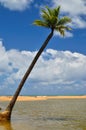 Beautiful beach with palm tree and blue sky Royalty Free Stock Photo