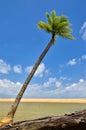 Beautiful beach with palm tree and blue sky Royalty Free Stock Photo