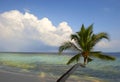 BEAUTIFUL BEACH WITH PALM TREES Royalty Free Stock Photo