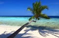 BEAUTIFUL BEACH WITH PALM TREES Royalty Free Stock Photo