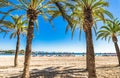 Palm trees at the sand beach of Alcudia Majorca Spain. Royalty Free Stock Photo