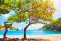 Beautiful beach with pines near Kemer, Turkey Royalty Free Stock Photo