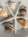 Beautiful beach shells on white background