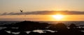 Beautiful beach sunset with bird flying in silhouette and dark rocks Royalty Free Stock Photo