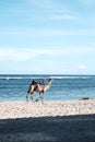 A camel Beautiful beach with wave with blue sky