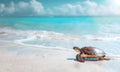 A beautiful beach white sand beach and turquoise water with a turtle.