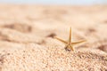 Beautiful beach with yellow sand with small pebbles and starfish in sunny day. Panoramic view. Natural background for summer Royalty Free Stock Photo