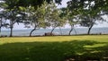 a beautiful beachside garden, surrounded by coconut trees swaying in the wind