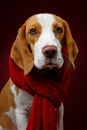 Beautiful beagle dog