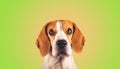 Beautiful beagle dog headshoot on green background