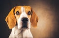 Beautiful beagle dog headshoot isolated on dark brown background