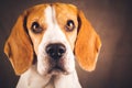 Beautiful beagle dog headshoot isolated on dark brown background Royalty Free Stock Photo