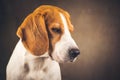 Beautiful beagle dog headshoot isolated on dark brown background Royalty Free Stock Photo