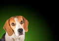 Beagle dog headshoot isolated on dark green background Royalty Free Stock Photo