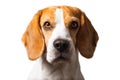 Beautiful beagle dog headshoot isolated on white background Royalty Free Stock Photo