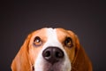 Beautiful beagle dog isolated on black background. Studio shoot. looking up, headshoot portrait Royalty Free Stock Photo