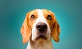 Beautiful beagle dog isolated on Turquoise background. Studio headshoot. Copy space on right Royalty Free Stock Photo
