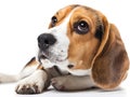 beautiful beagle dog isolated on white 3 Royalty Free Stock Photo