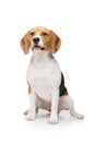 Beautiful beagle dog isolated on white Royalty Free Stock Photo