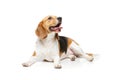 Beautiful beagle dog isolated on white Royalty Free Stock Photo