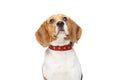 Beautiful beagle dog isolated on white Royalty Free Stock Photo