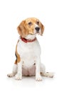 Beautiful beagle dog isolated on white Royalty Free Stock Photo